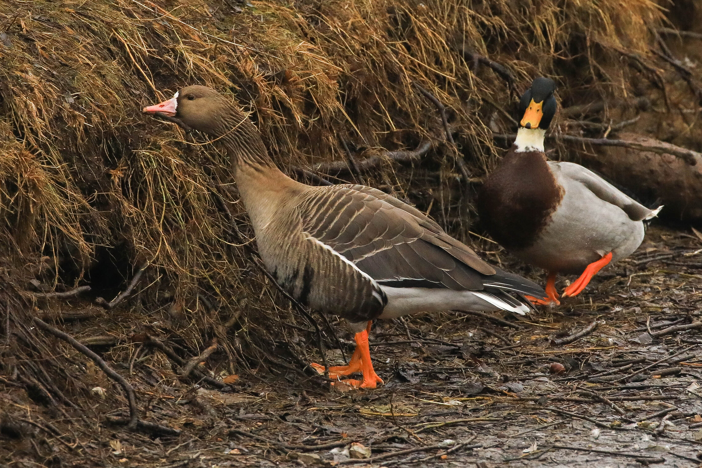 Вместе веселее!