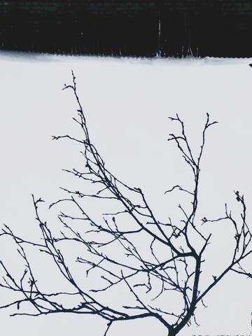 ветвь