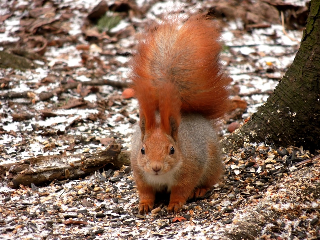 Рыженькая в  январе