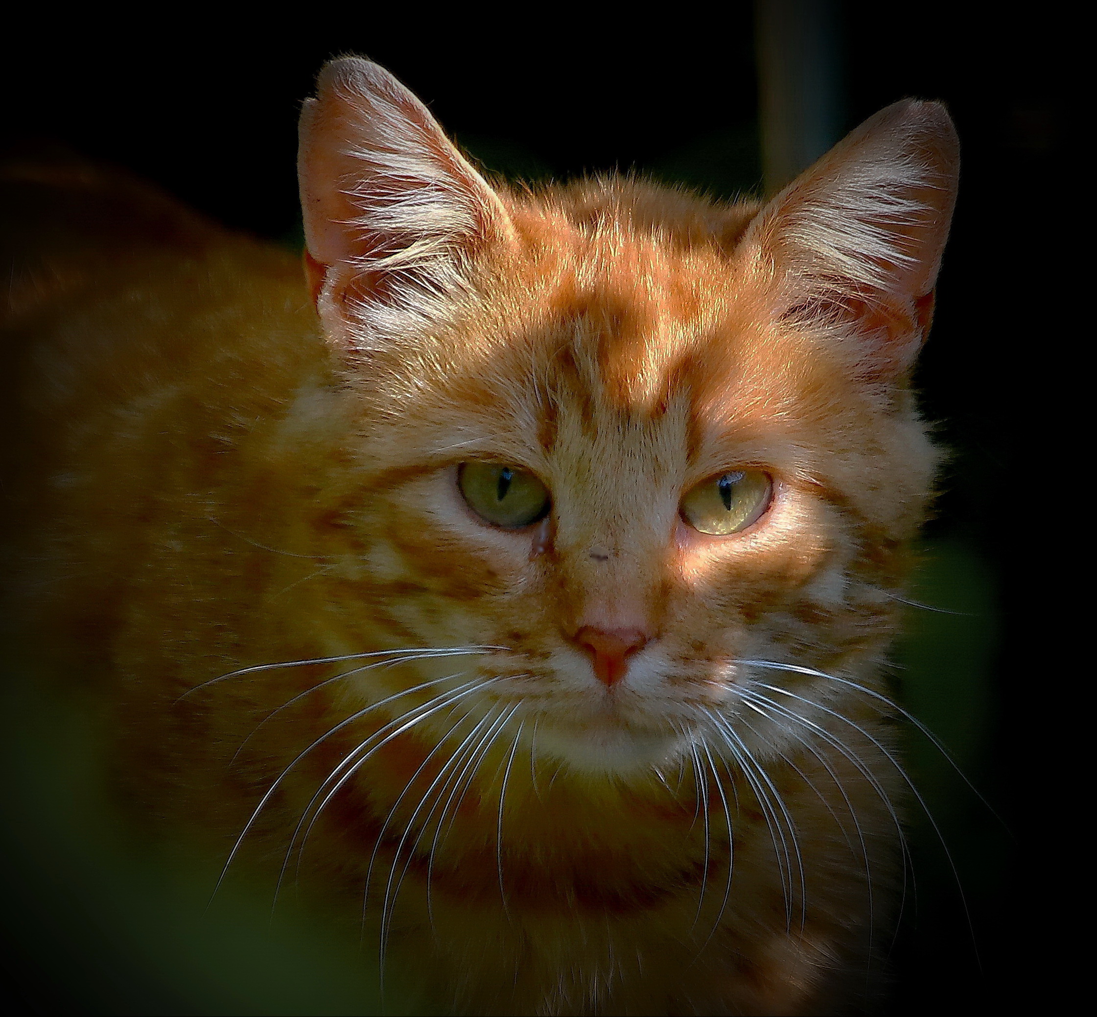 белые усы...