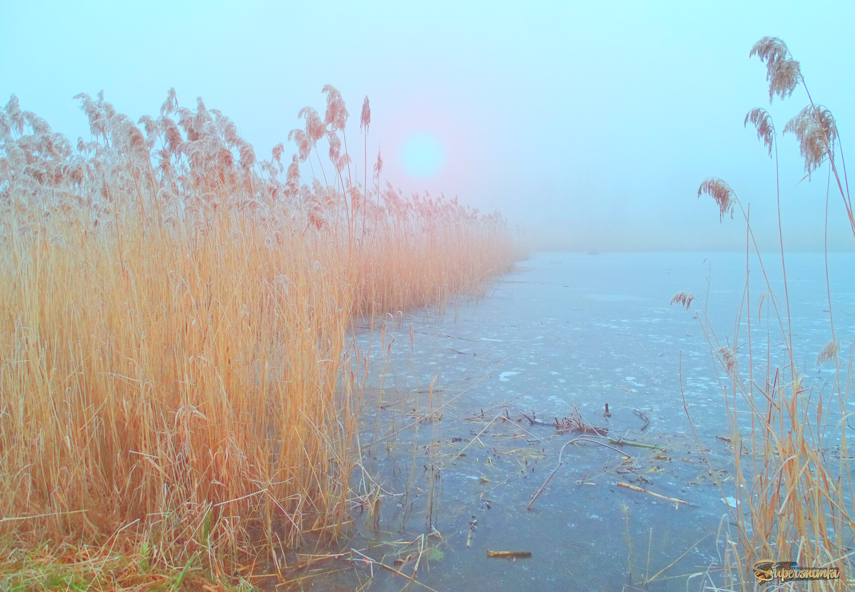 Замёрзшие камыши.