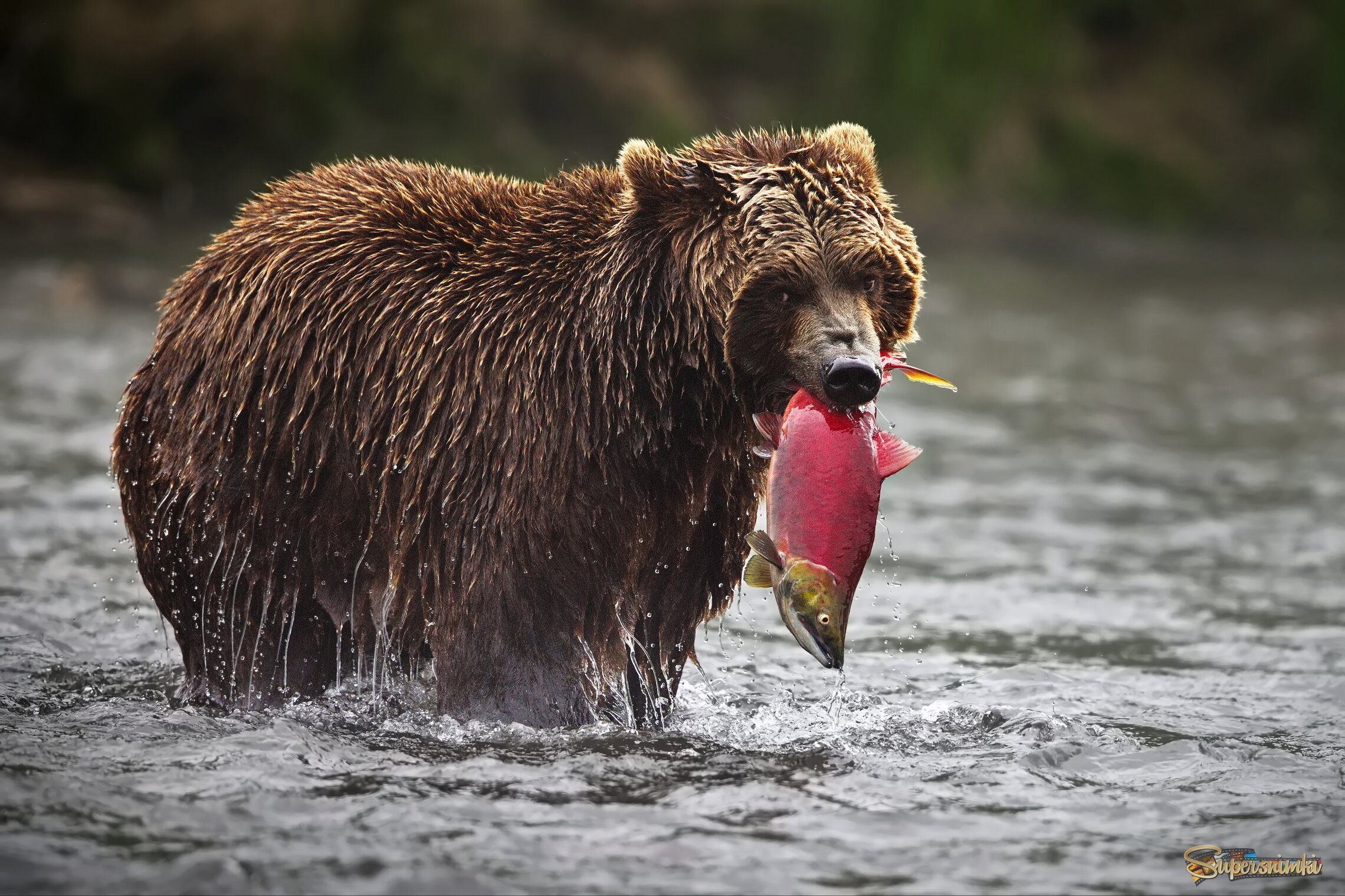 Рекордный улов