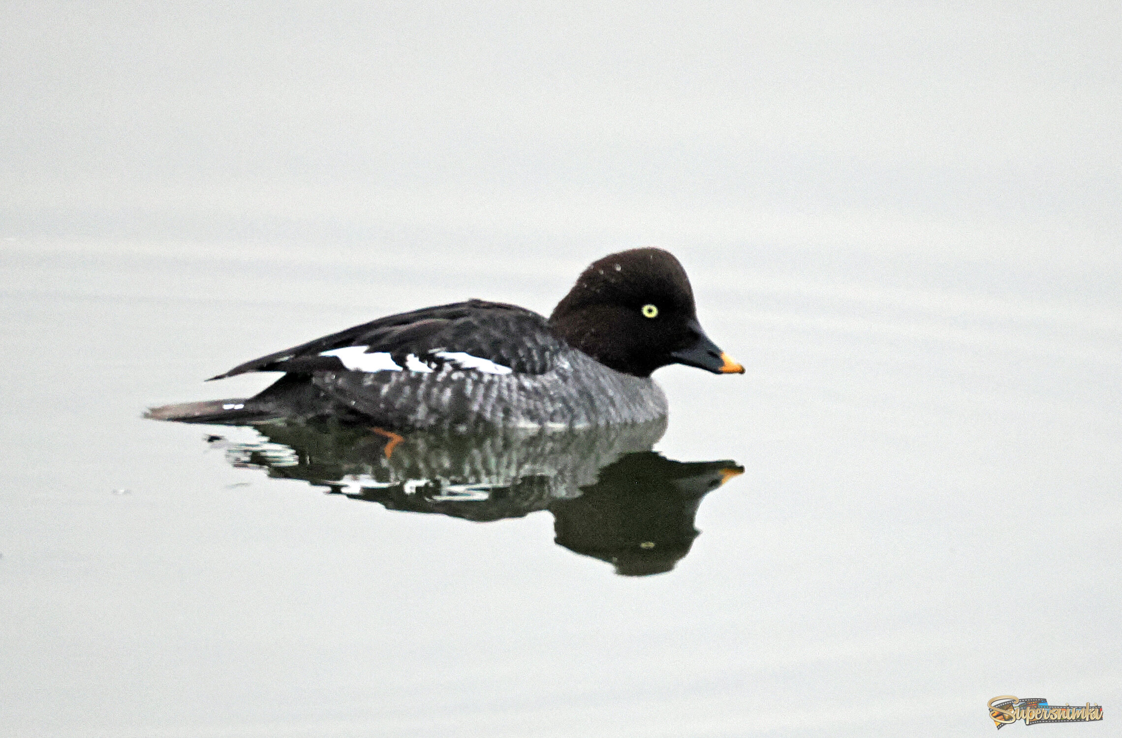 Обыкновенный гоголь, самка.
