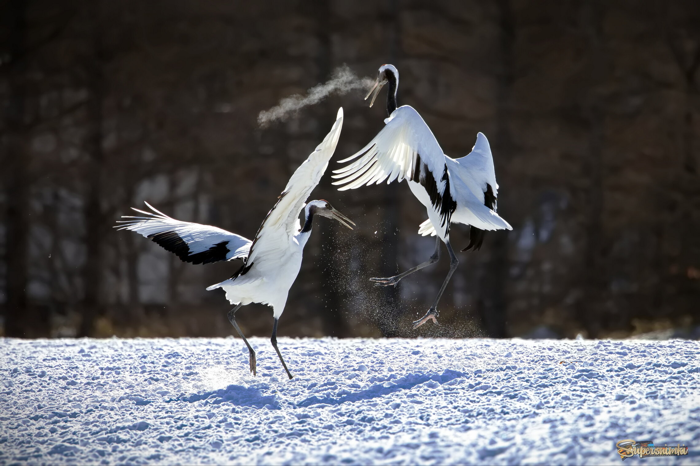 Горячее дыхание