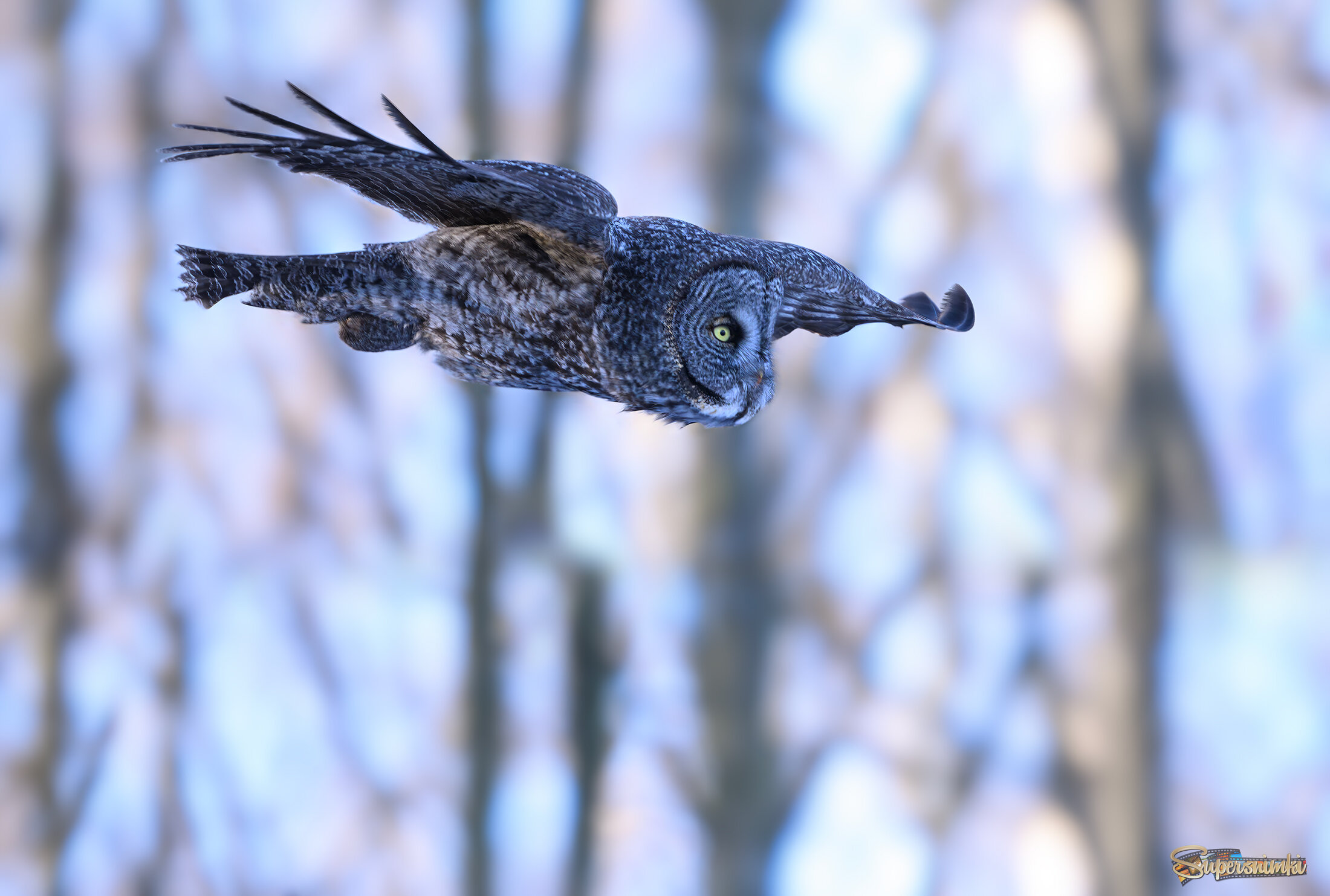 Great grey owl