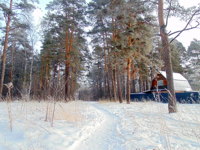 Лесными дорогами 
