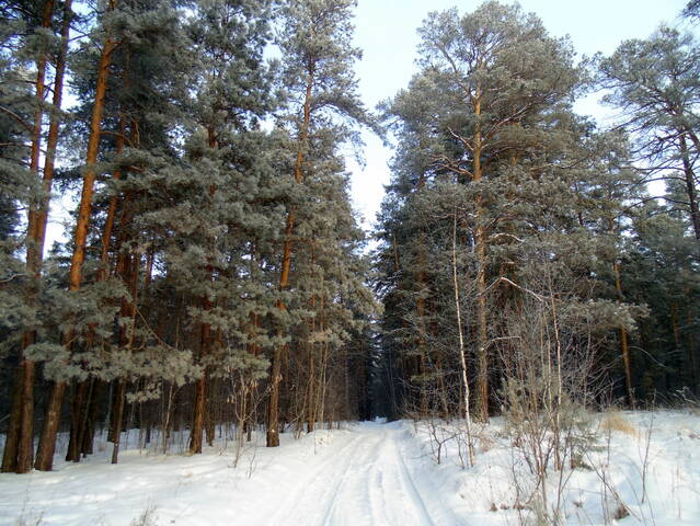 Лесными дорогами .