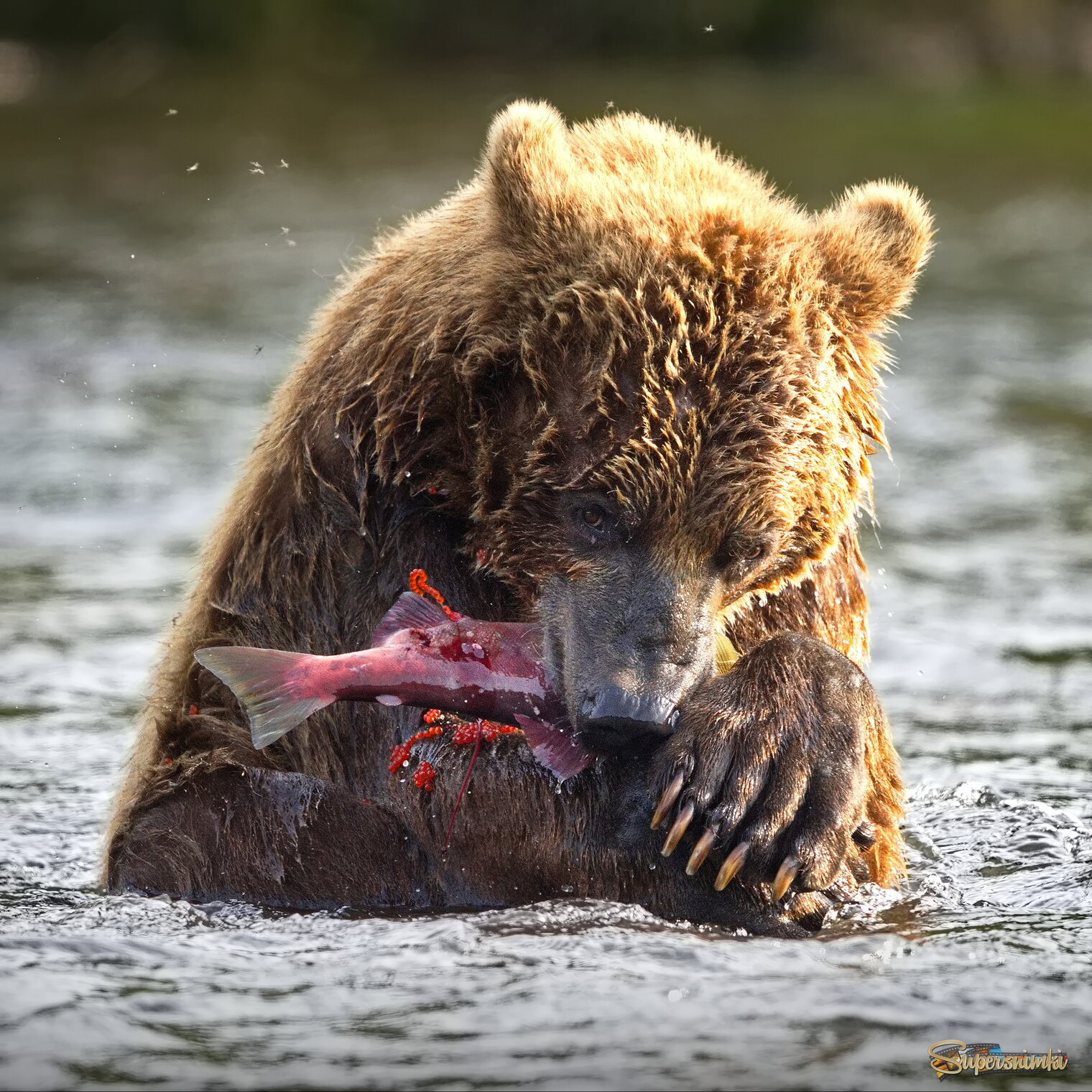 Свежая икорка