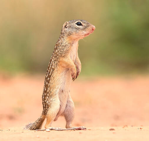 Земляная Белка -Mexican ground squirrel