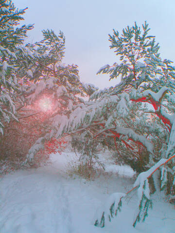 Заснеженный лес.