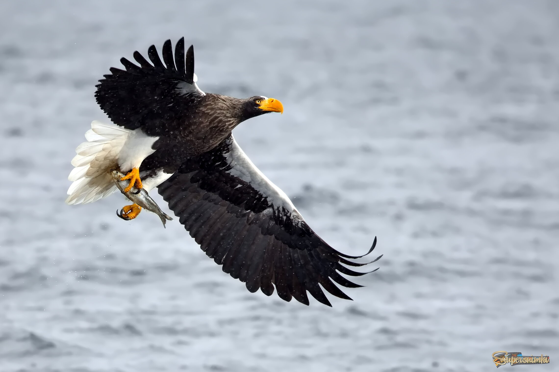 Утренняя добыча