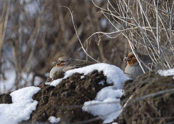 Серая куропатка (лат. Perdix perdix)