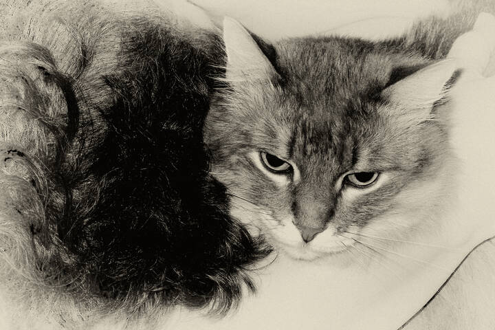 Котейка ПУШОК
