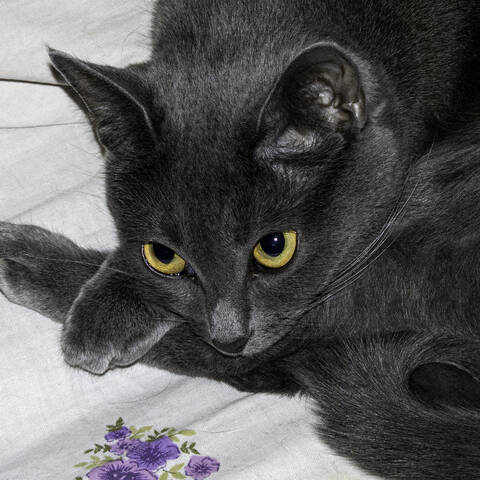 Котейка ФИРО