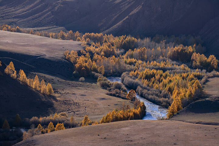 Кокоря