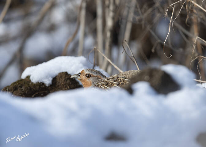 Серая куропатка (лат. Perdix perdix)