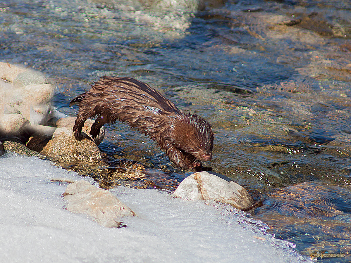 Норка в полете.)