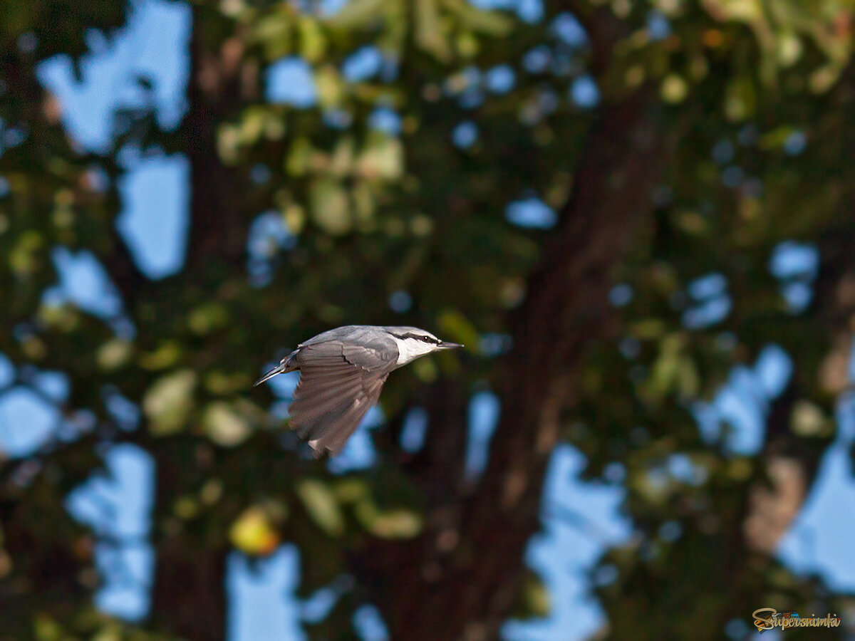 Со скоростью пули...