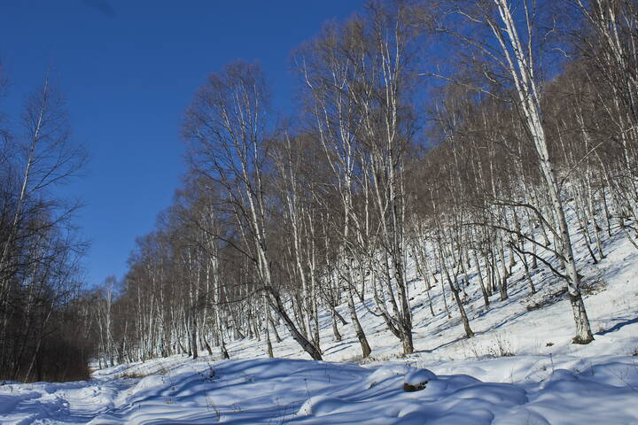Распадок Тёмная Падь