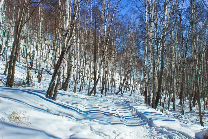 Распадок Тёмная Падь