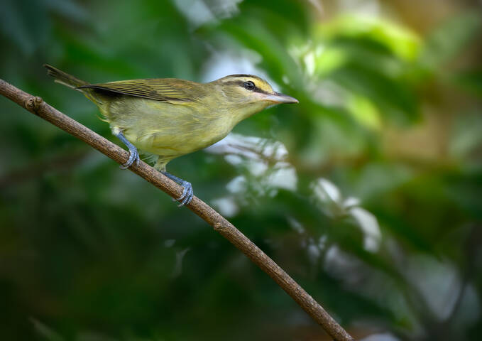 Yucatan Vireo