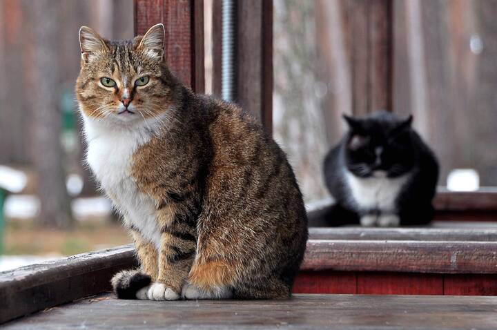 Весенние коты