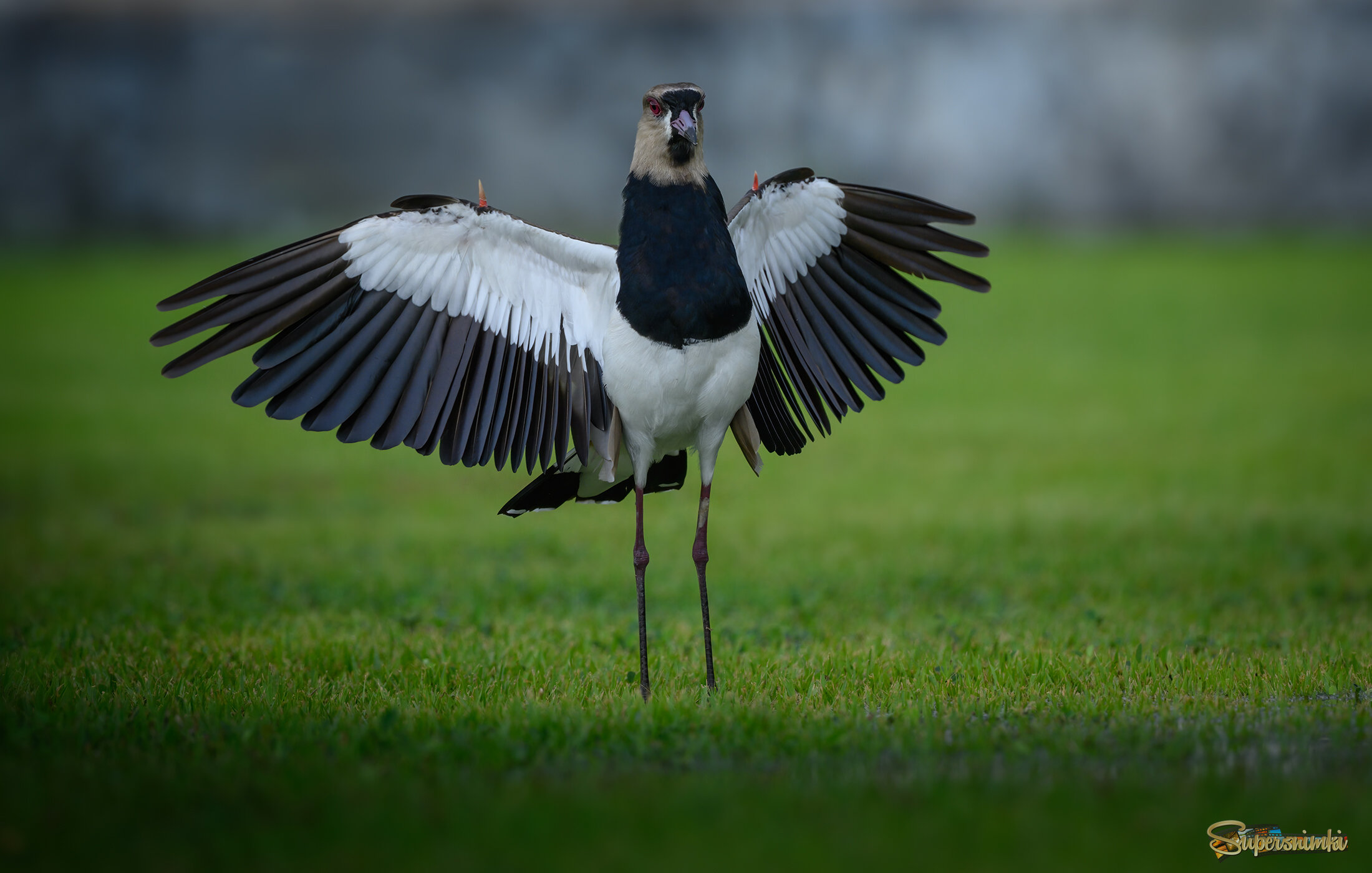 The southern lapwing