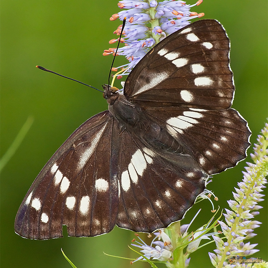 Переливница ильмовая.