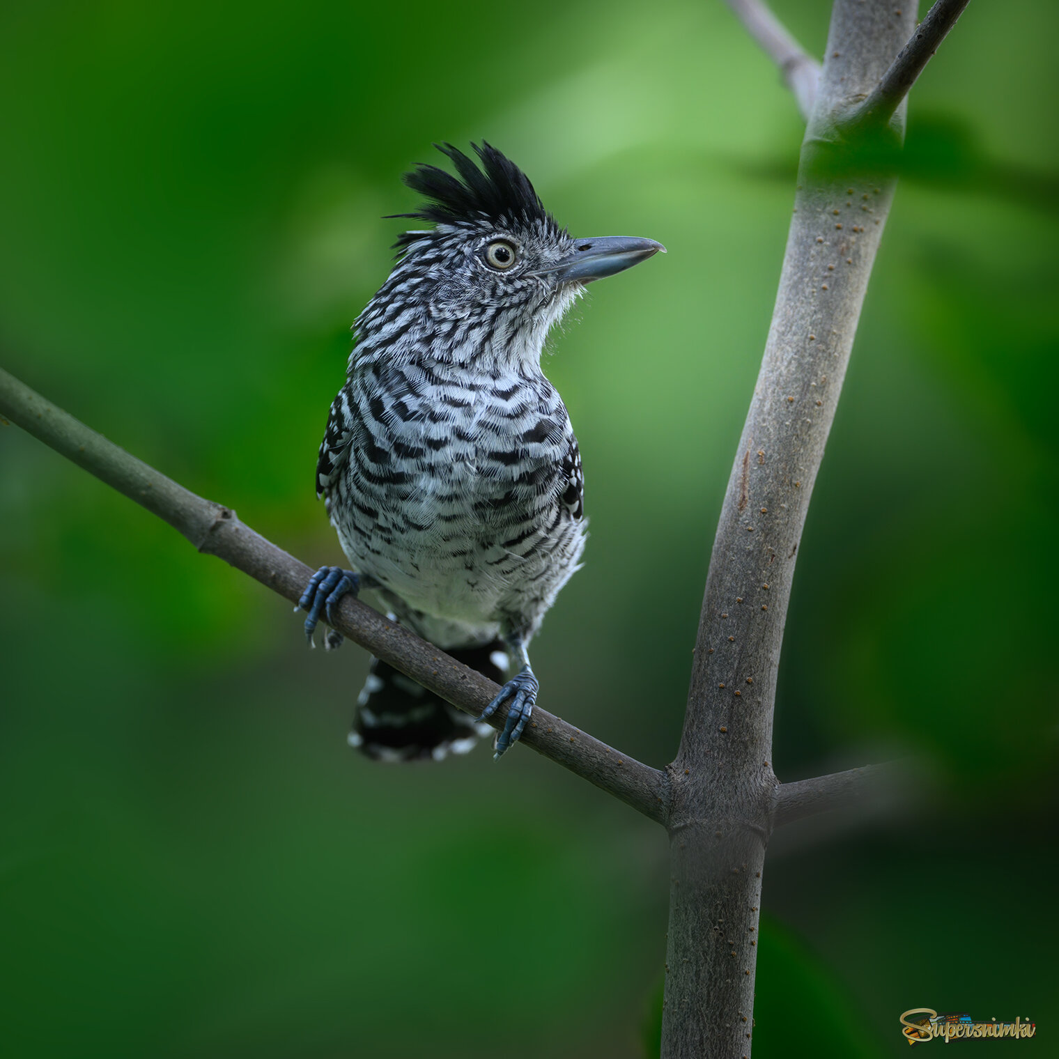 Barred Antshrike (male)