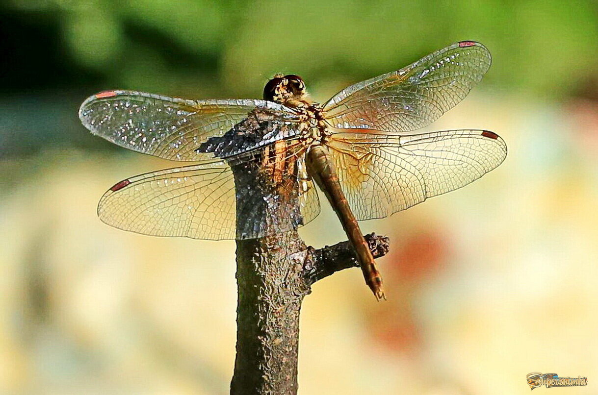 Жаркий день