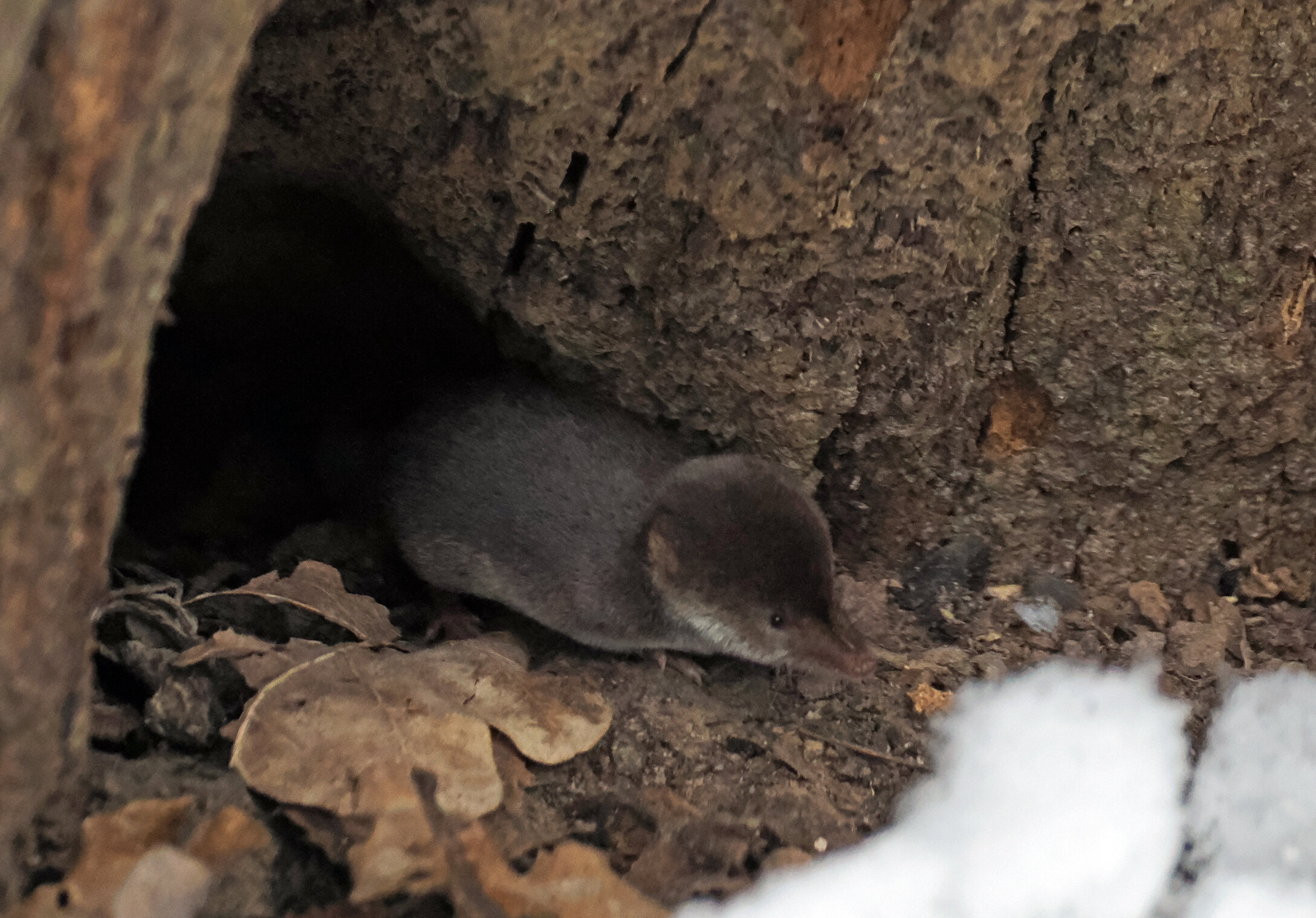 Обыкновенная бурозубка или землеройка.