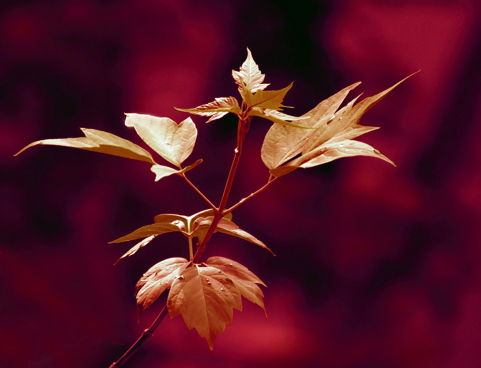 Этюд в багровых тонах