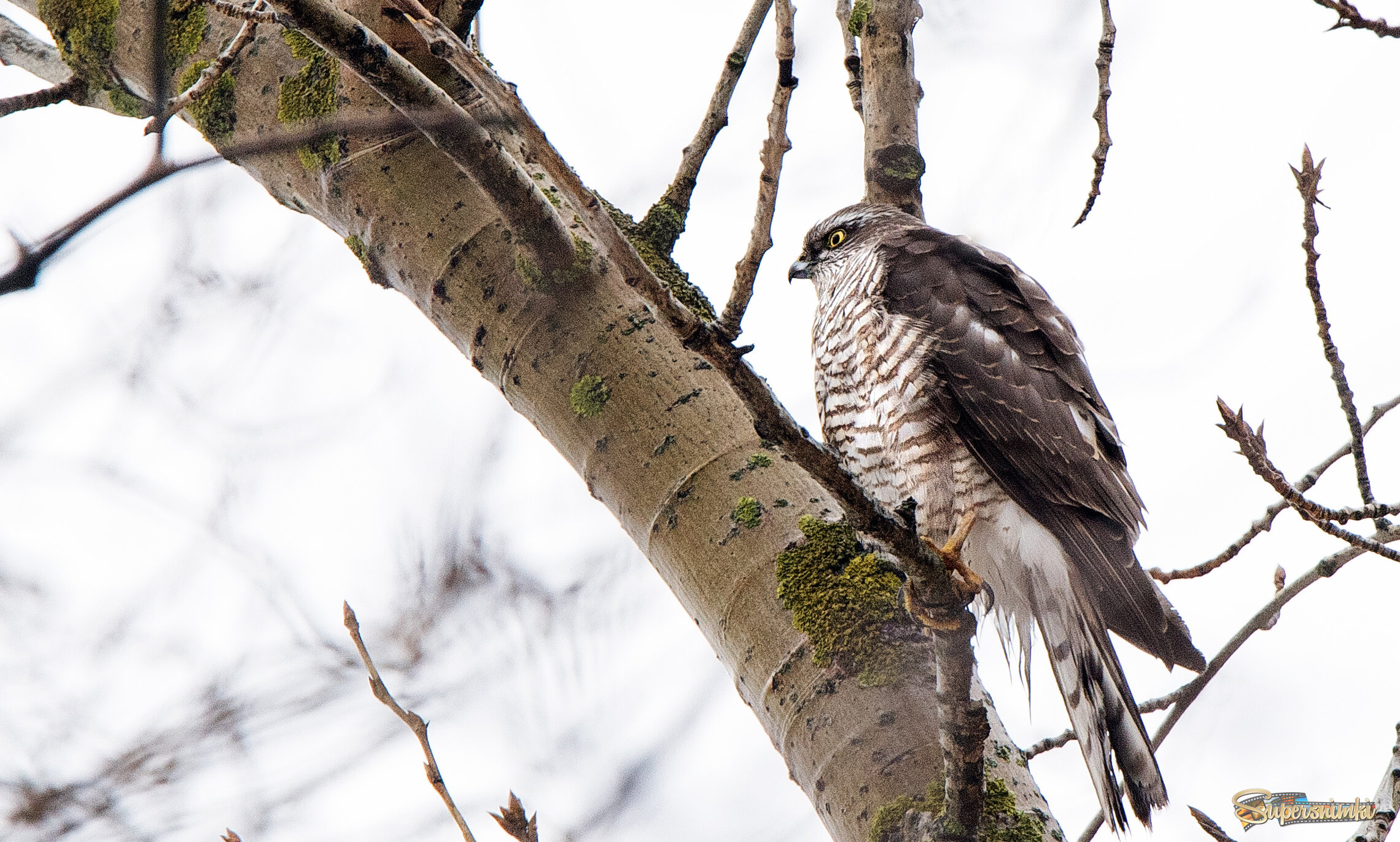 Ястреб-перепелятник.