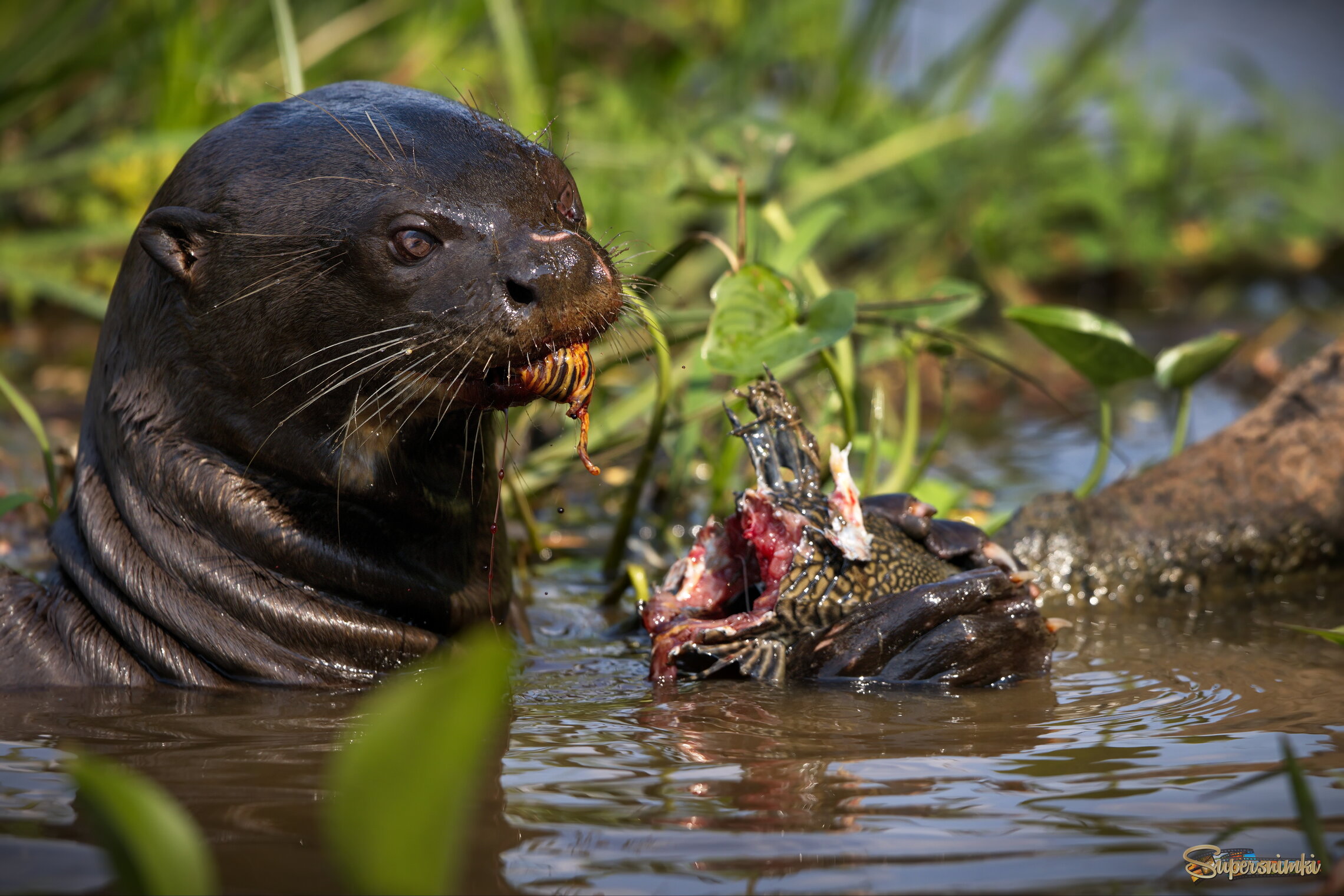 Чужой: прием пищи