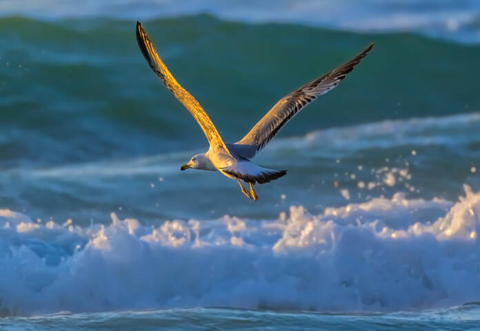 Jonathan Livingston
