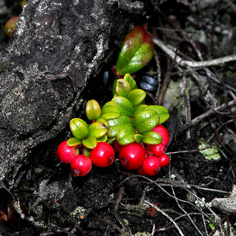 Мончетундра (подножие, предгорье) ☘️ flora