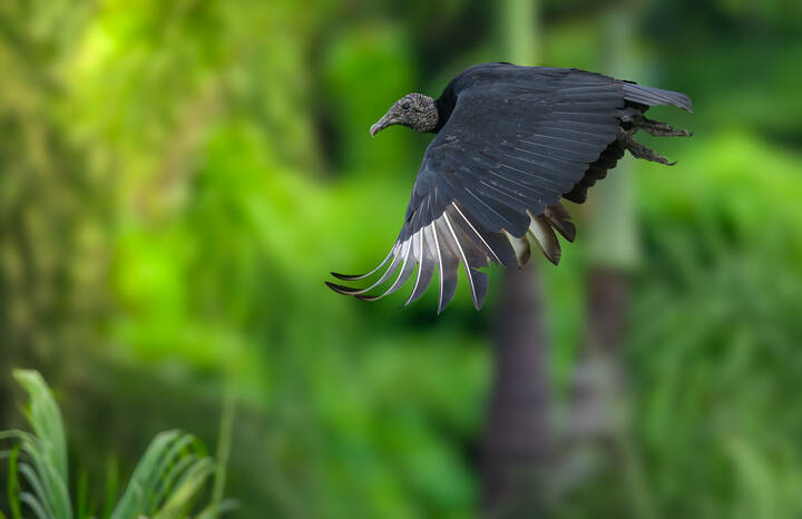 Black vulture