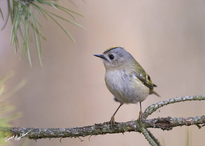 Желтоголовый королёк (лат. Regulus regulus) Московская область, г. Павловский Посад. 09.03.2025