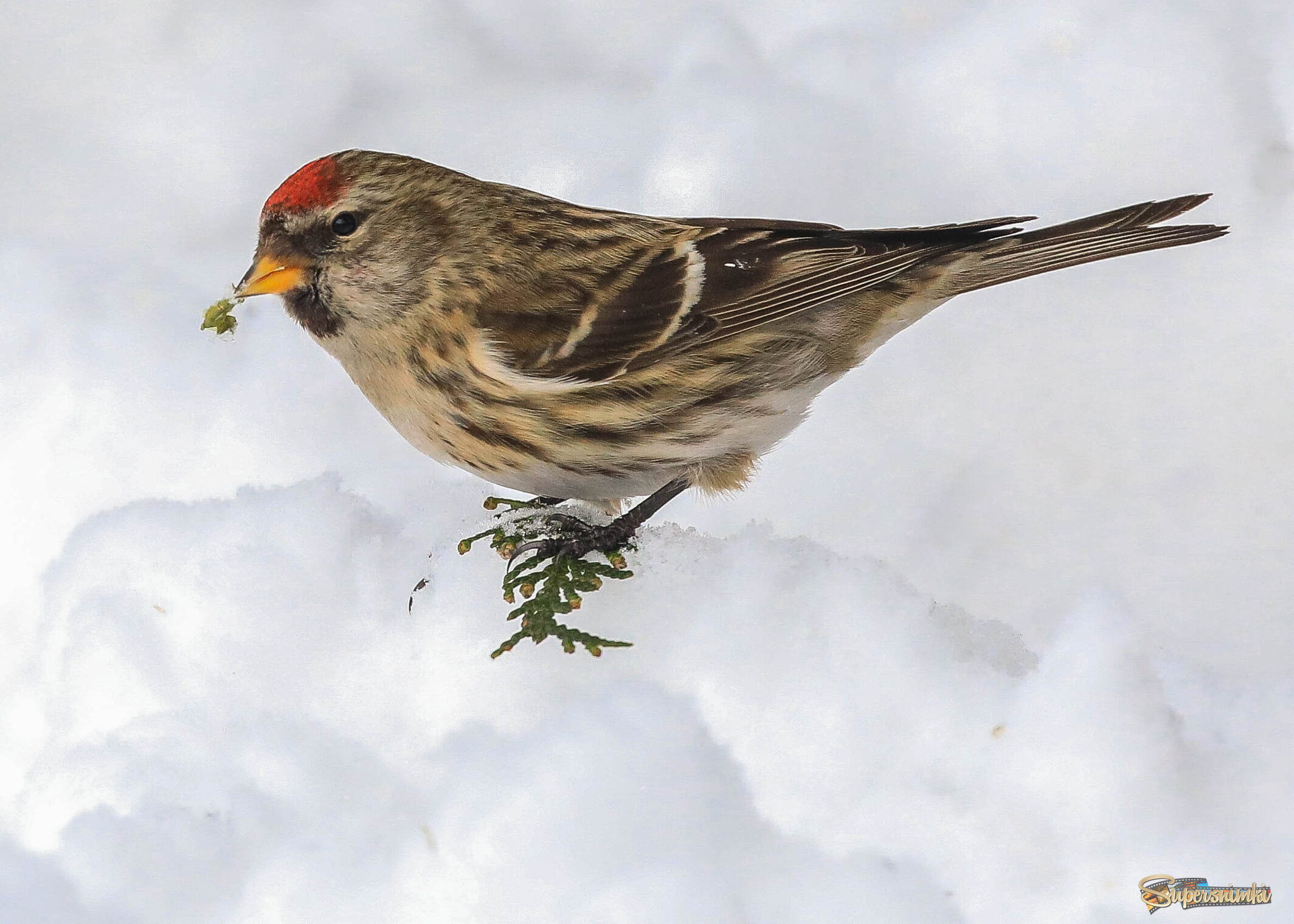 На снежном облаке