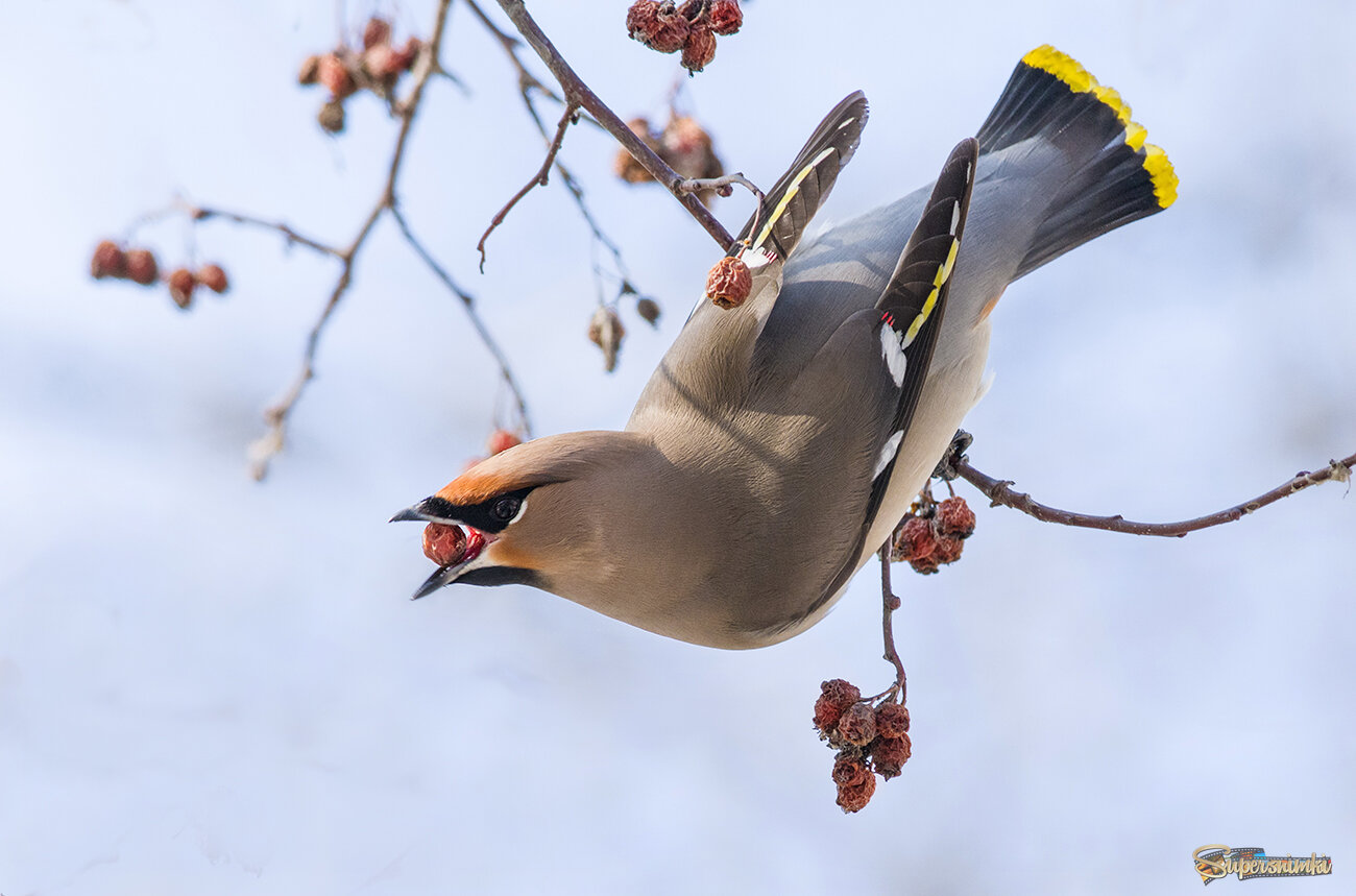 Показать фигуру...
