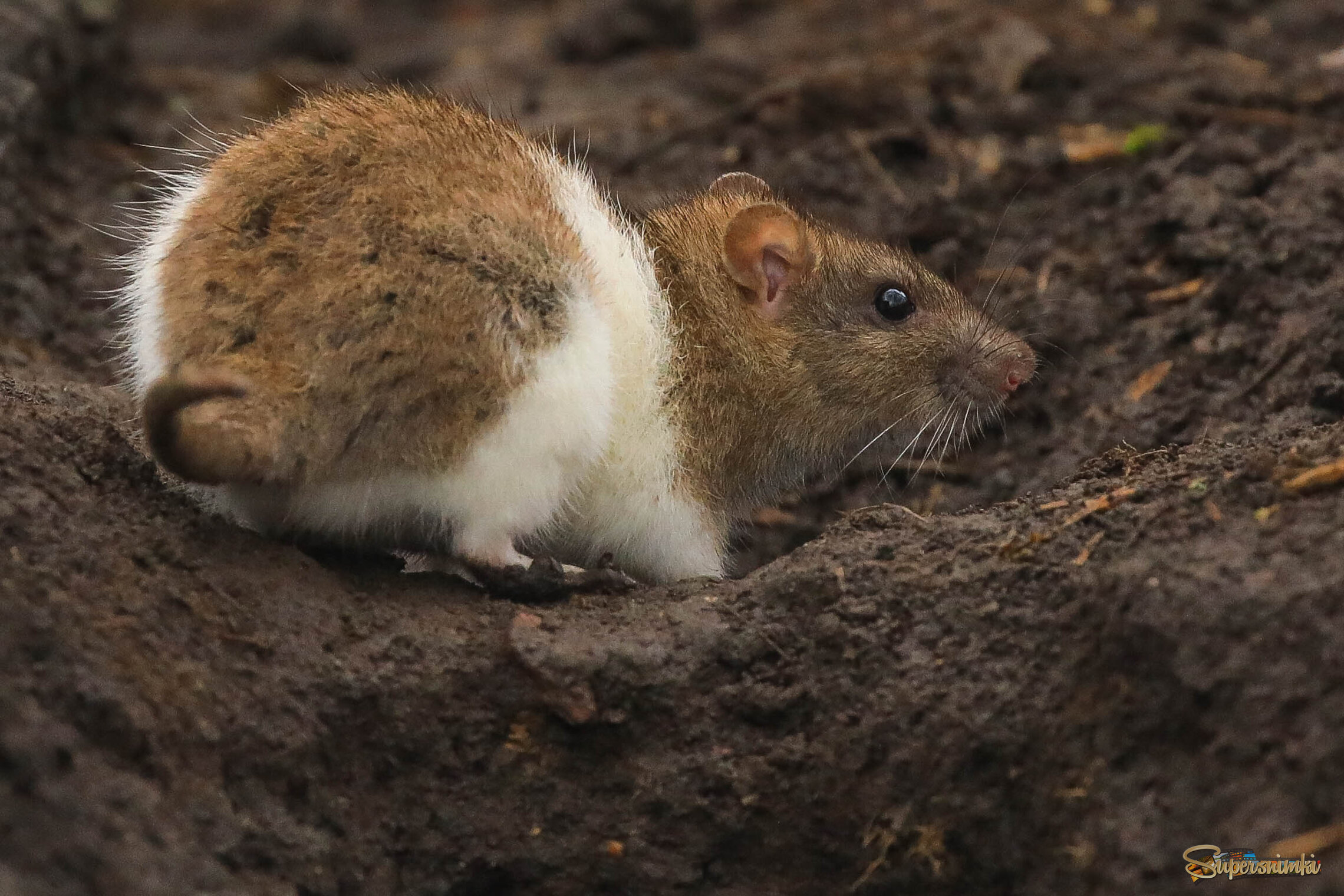 Мокро и грязно