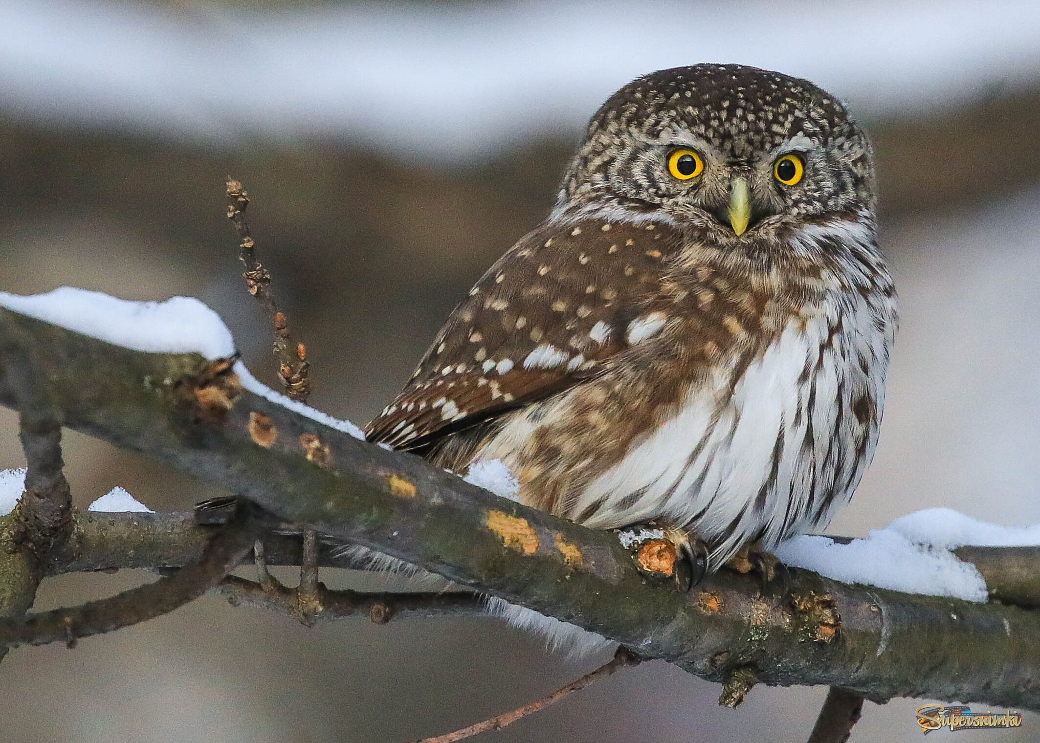 Гипнотизёр