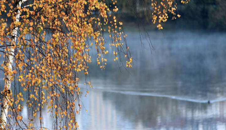 ***