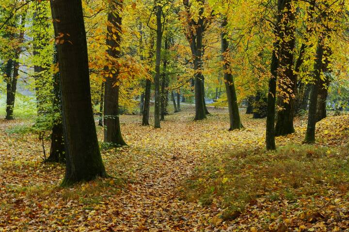 Осенние прогулки