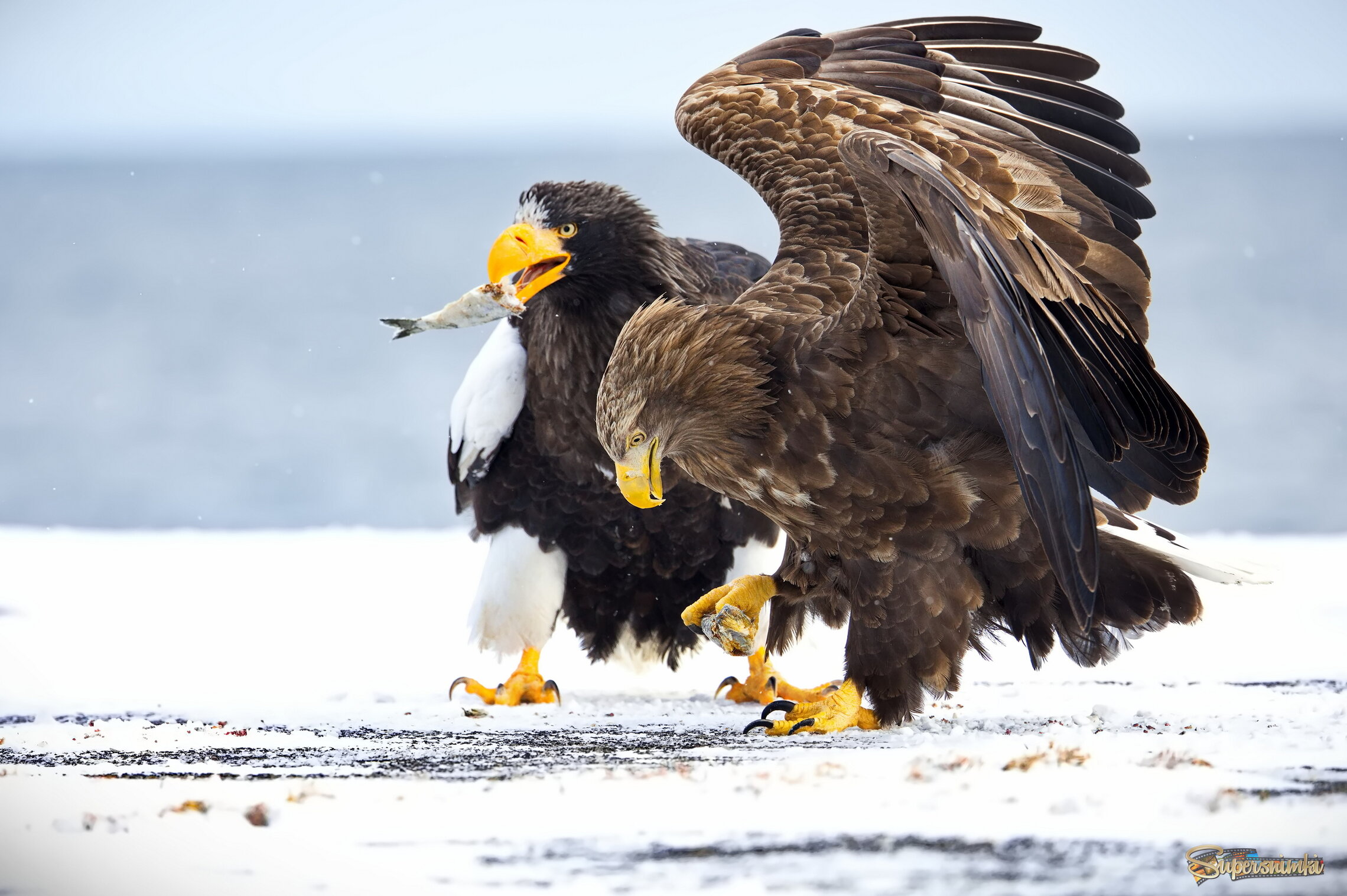 Совместное пиршество