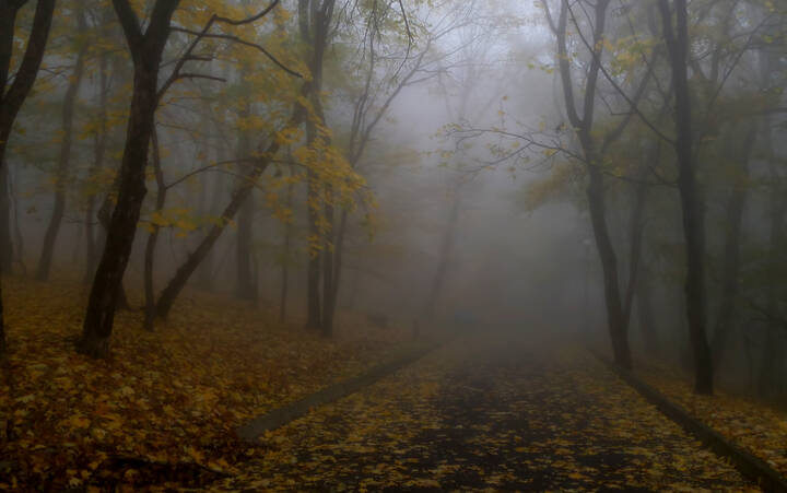В старом парке.......
