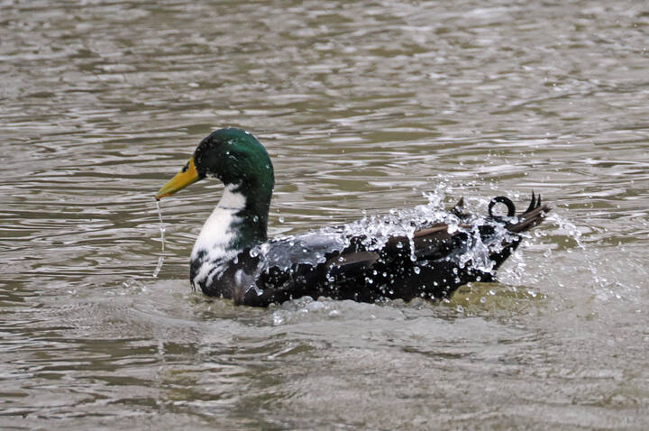 Башкирская чёрная белогрудая утка, молодой селезень.