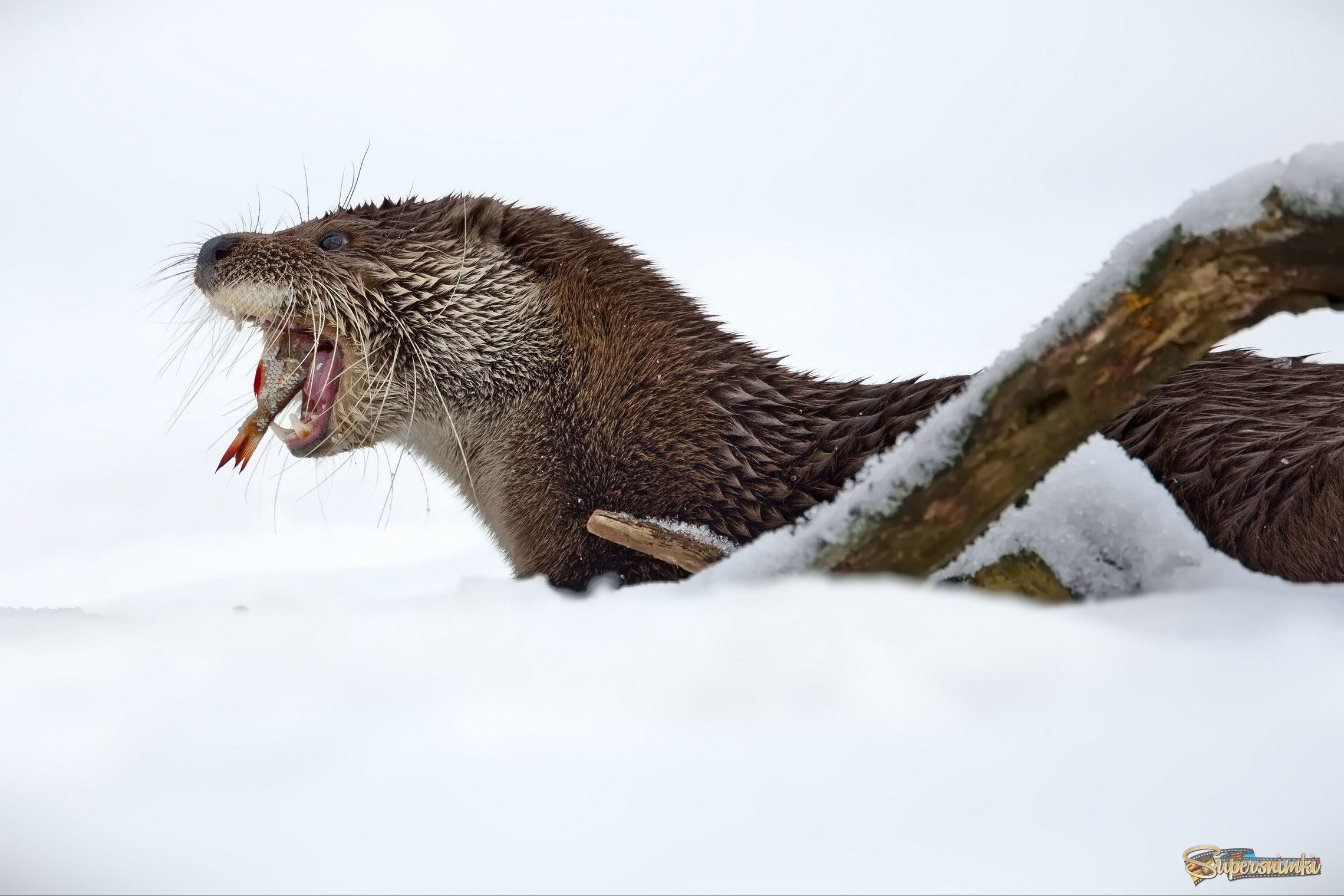 Удачная рыбалка