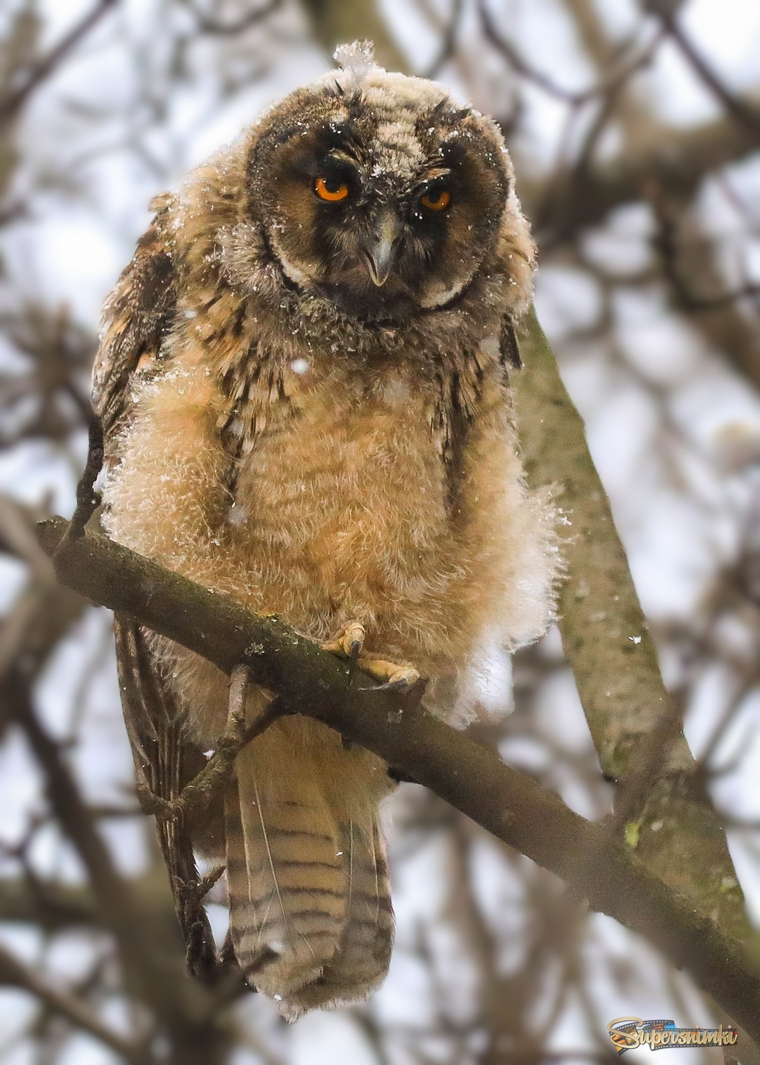 Ух, покусаю! 