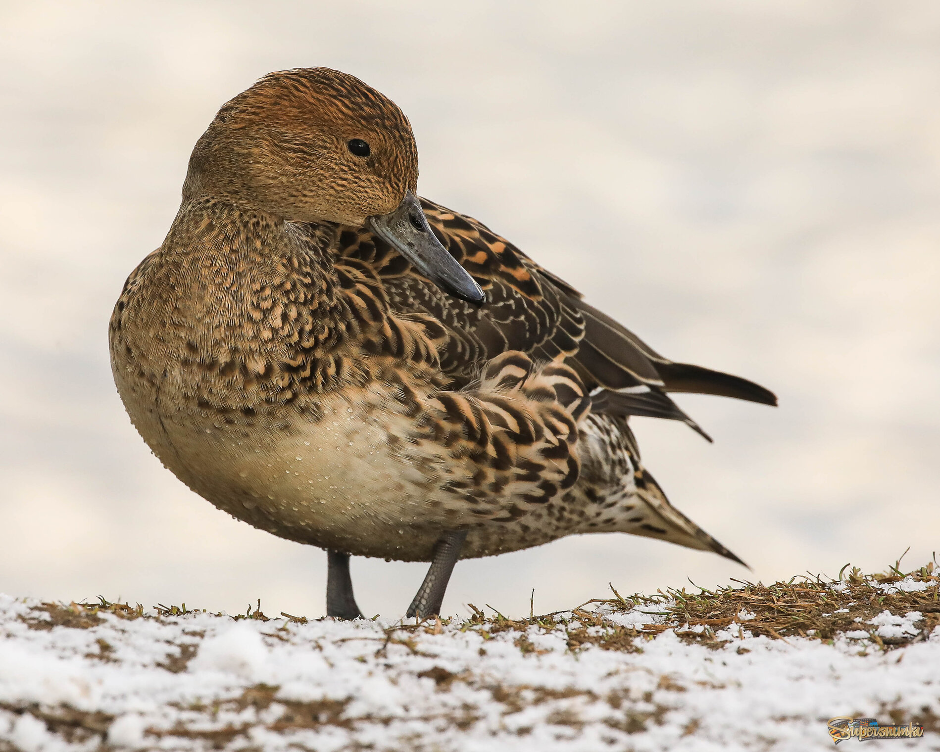 Сама скромность